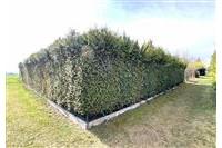 Zahrada Dom. Bor 290226 č.23.jpg